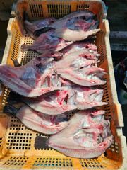 2026.08.23일 조황 사진