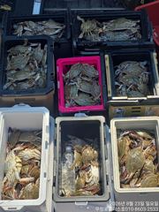 무창포브라보낚시 ****** 리더스호 ***** 8/23일 꽂개낚시9仁 전원 "만쿨  굿 "조황 사진