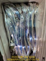 내만칼치ㅡ 바글바글. 초저녁부터 꾸준히 올라오네요 (오늘 예약가능) 사진