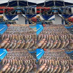 녹동제니스3호 08/23 붉바리외수질 조황  사진