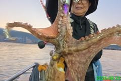 명신호 문어조황 올립니다 ~ 사진