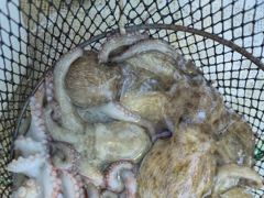 [진해] 문어6분 1,5kg외 장원25수21수외 마리수 우당탕탕!! 조황… 사진