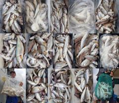 오늘의조황 - 8월22일 왕백조기 전원 쿨러조황 - 홍원 에이스낚시 사진