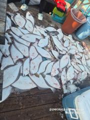 군산바다하리호 26.8.23 민어 광어 조황입니다 사진