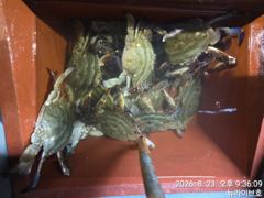 23일 뉴라이브호 실시간 야간꽃게 마릿수좋아요 내일도갑니다~~