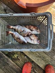 8.23 성호좌대 조황소식 사진