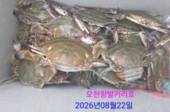 2026년8월23일 발키리호 꽃게낚시  잡은신분은 쿨러 가득 사진