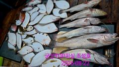 오늘의 조황 - 8월22일!생미끼외수질! 최종조황! - 군산 탑피싱,배낚시,바다낚시
