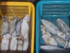[부산] 고구마 무늬오징어!! 문어도 마릿수 굿~