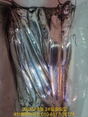 내만칼치ㅡ 쭉쭉 잘  올라옵니다 .텐빈.루어에1타1피 엄청납니다(오늘 예약가능) 사진