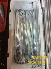 [제주 깊은바당호] 8월 23일 갈치 조황입니다 사진