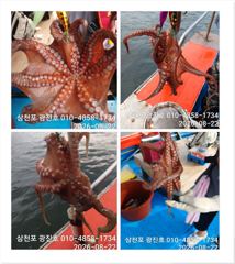 [사천] 문어조황굿{선비,5만,}낼출조,자리여유 예약가능 사진