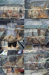 [진해] 속천 뉴아라호 23(일)돌문어 전원 마리수 굳~~~(이벤트)