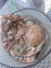 [사천] 사천 범용호 돌 문어 잡으러 가요~!! (평일,주말 자리 여유) 사진