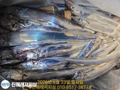 [진해] 내만칼치ㅡ물반 칼치반,바글바글ㅡ초저녁부터 팍팍 물어주네요,쿨러빵… 사진