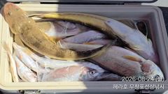 조황정보 - 8/24 백조기 조황 - 무창포선상낚시 사진