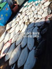 8/24, 생미끼~날마다 대박~대광어"마릿수 굿굿"~굿굿조황~"… 사진