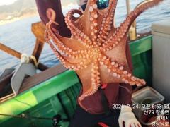 [진해] 24일세진호/돌문어kg.마릿수많이~화.가능~ 사진