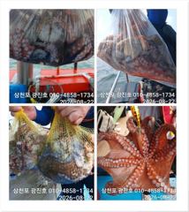 [광진호]문어{선비,5만,}낼출조자리널널 예약중~ 사진