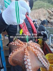 8월24일 군산 홈런호 야간 문어 출조 하였습니다.오늘도 변함없이 문어가 줄지어 올라옵니다.실시간 구경들 하세요. 사진