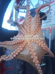8월24일 군산 홈런호 야간 문어 출조 하였습니다.오늘도 변함없… 사진