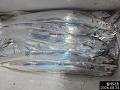 내만갈치 조황  사진