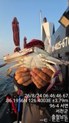 [갑오징어·쭈꾸미·문어] 26년8월24일 꽃게 대박조황 사진