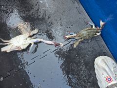 인천365호 꽃게 23일 조황  사진