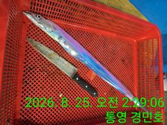 [통영] 25일 갈치 입항 조항 사이즈 굿굿 사진