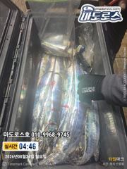 내일 출항확정  갈치 잡으러 가보입시다! 사진