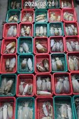 진해 무늬팁런 19일 20일 버글버글 손맛굿 사진