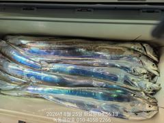 [고흥,녹동] 녹동금강호16석 대갈치조항26일28일30일갈치예약중 사진