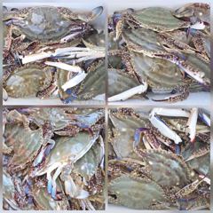 마검포 뉴정원호 8/23 꽃게  조황 입니다 사진