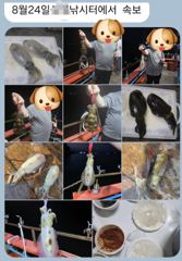 1
					
				
																[마산] 마산 원전 선상낚시터 월요일 야간 조황 (무늬 +갈치+고등어+전…									1 사진