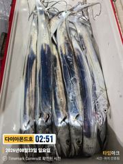 [진해] 준내만갈치! 씨알끝내줘요! 내일부터예약가능 전화주세요~ 사진
