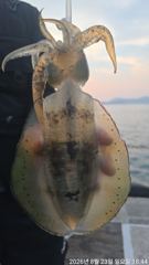 [거제] 무늬오징어팁런 “”키로급들 엄청나게“” 물아줍니다!!! 오늘 긴…