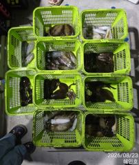 [진해] 무늬 팁런 손맛굿굿 평일 19시 출조 예약받습니다 사진