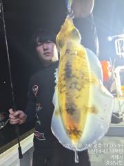 무늬오징어 팁런 씨알. 좋코 ᆢ 마릿수굿ᆢ 목요일 부텨 예약가능 사진