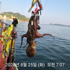 [사천] 암초 포인트 문어 낚시 사진