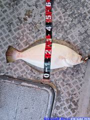 오늘의 조황 - [영동2호] 8월 24일 먼바다 외수질 굿~조황 - 영흥도 배낚시 영동2호낚시 사진