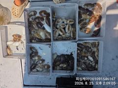 갑이 첫 출조! 낼은 갑이? 돌문어? 전화. 필수!