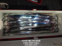 오늘의조황 - 2026.8.25 갈치 호 조황입니다. 예약 문의 : 010-8643-3142 - 여수 아파치피싱,#갈치낚시전문 사진