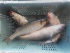 삼길포 만석좌대 8월 25일 자연식 조황 입니다 사진