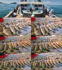 ♥붉바리들..이정도는 잡아봐야지요 초대대박 붉바리조황입니다 [2026년08월25일] ◎ 해마루호가 뜨는이유? 조황때문이죠 ◎ 핵심포인트: 바로진입.. 바로히트.. ▣ 차원이 다른 조황으로 모십니다 ▣ 요즘 붉바리낚시가 대세입니다 사진