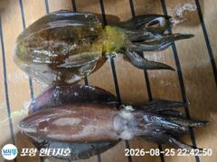 포항 환타지호 문어조황입니다 사진