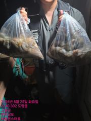 8월25일 팀보스선단 문어조황 사진