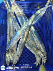 [부성피싱]왕칼치 3지4지 오늘사이즈 굿 태풍 뒤 또 다시 기대안고 출조합니다 금욜자리여유 사진