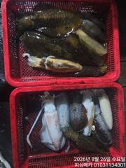 25일 금오열도 무늬오징어 조황입니다 사진