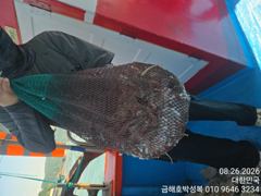 야간밤 문어조황 사진