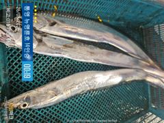 ＜＜통영 뉴명륜호 14인승＞＞ 싸이즈 굿!!! 大갈치 쿨러조황^^ (금요일 자리여유) 사진